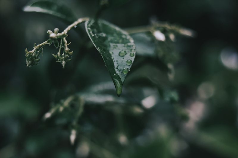 Wet leaves with raindrops